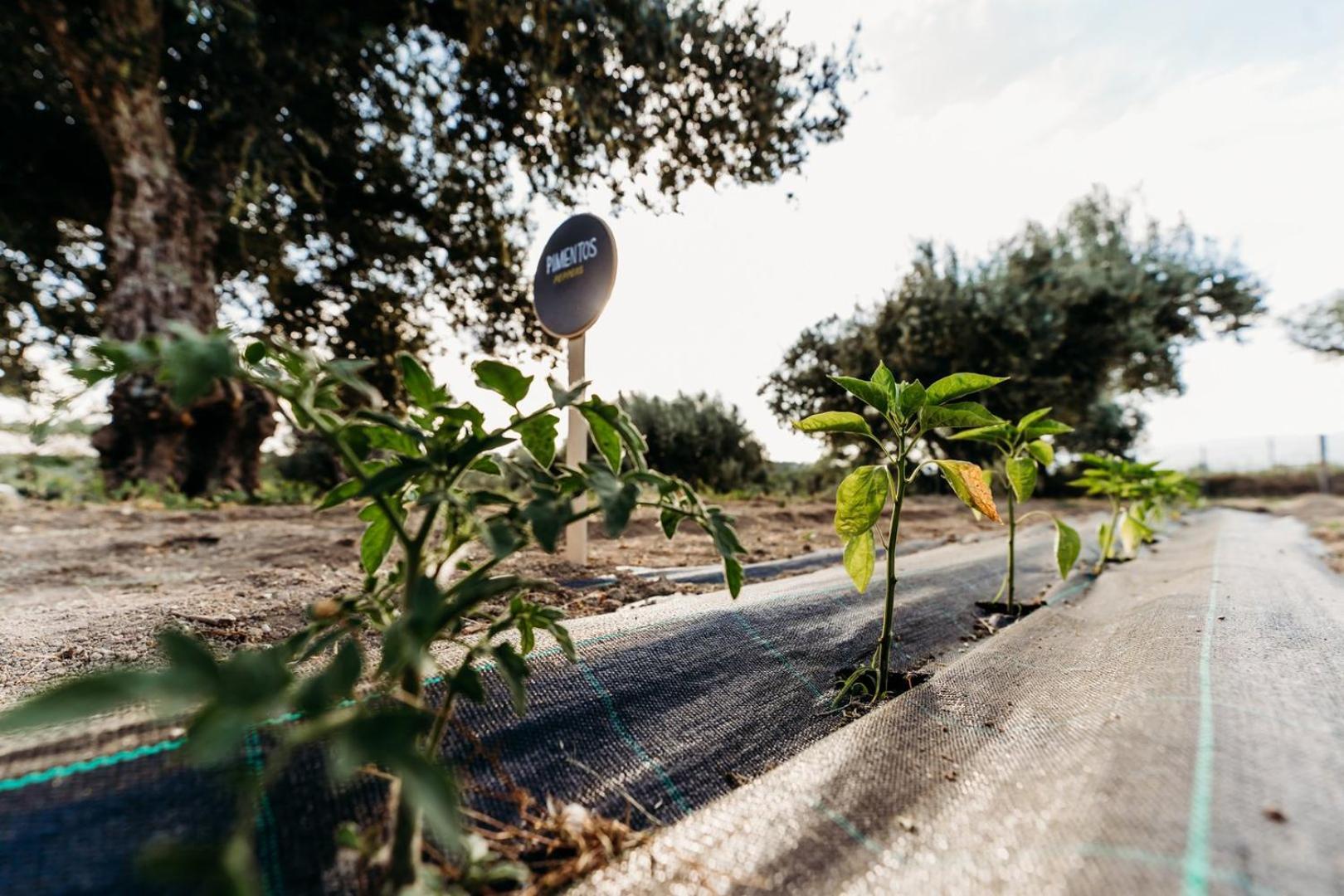 ホテル Quinta De S. Miguel Fundão エクステリア 写真